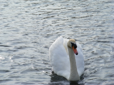 Swan