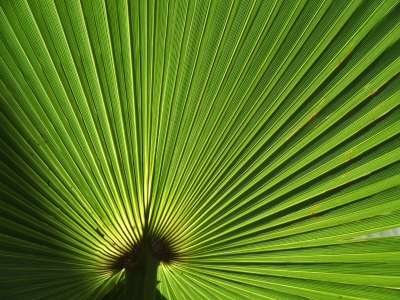 Palmblatt im Gegenlicht