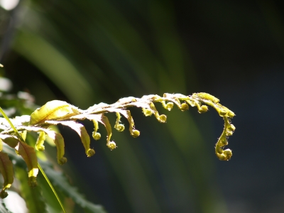 Neuseeland Fern