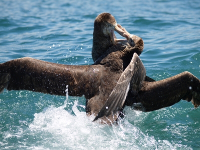 Albatrosse im Kampf um Futter