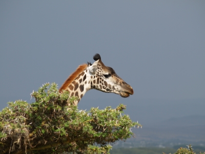 Giraffe am Lake Naivasha