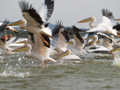 Pelikane am Lake Naivasha