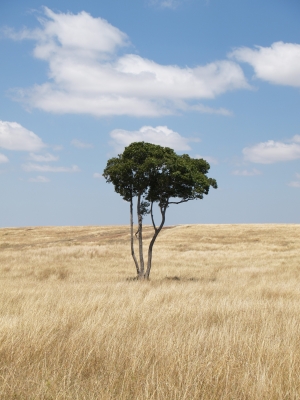 Baum in der Masai Mara