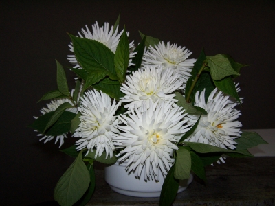 Blumen-Weißheit