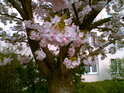 Kirschblüte