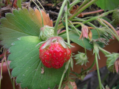 Die erste Erdbeere