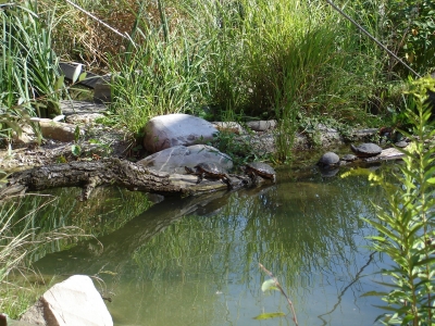 Schildkrötenfamilie