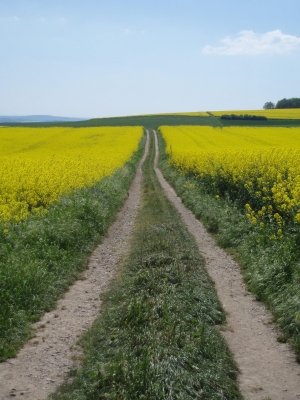 Der Weg durch den Raps