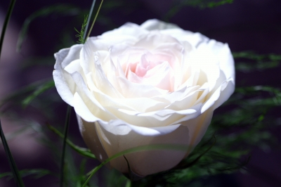 Eine Rose I