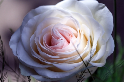 Eine Rose II