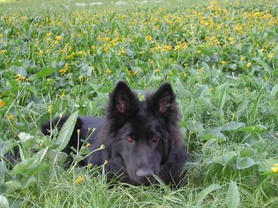 Hund auf Blumenwiese