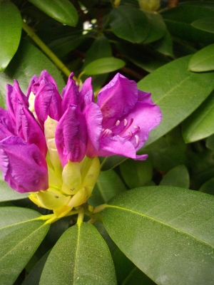 Rhododentron Blüte