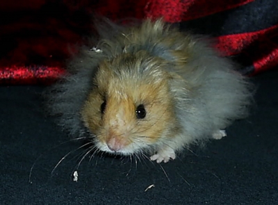 Goldhamster