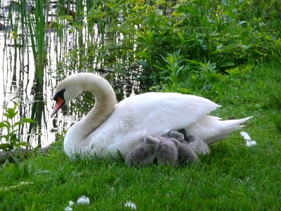 Schwan mit Küken2