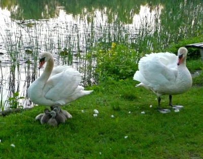 Familie Schwan