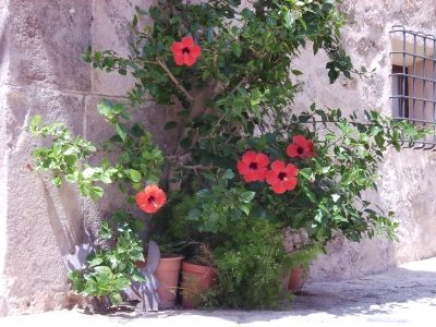 Blumen Mallorca