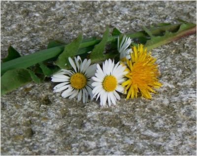 Gänseblümchen mit Löwenzahn