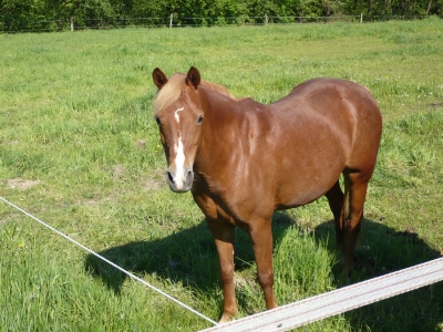 Pferd im Sauerland