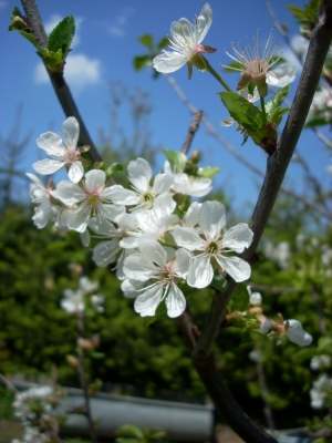 Kirschblüte