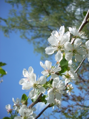 Kirschblüte