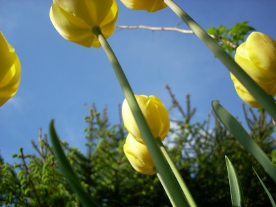 Tulpen