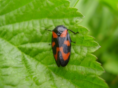 Rot- schwarzer Käfer