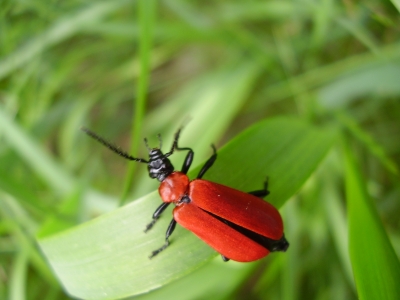 Roter Käfer vor dem Abflug