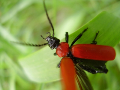 Roter Käfer beim Abflug