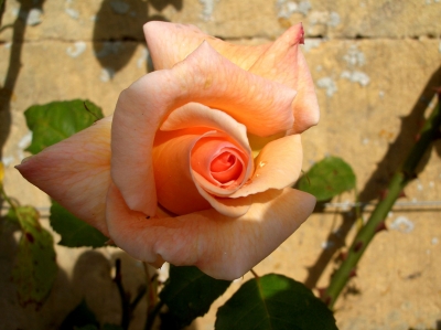 Porträt einer Rose