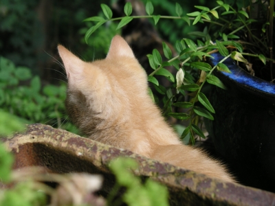 Katzenohren im Garten