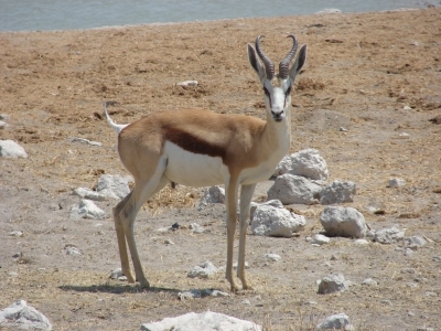 Springbock in Namibia