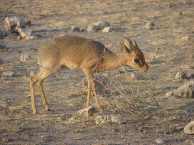 Damara Dik-Dik in Namibia