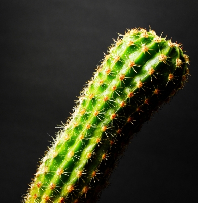 Schiefer Kaktus