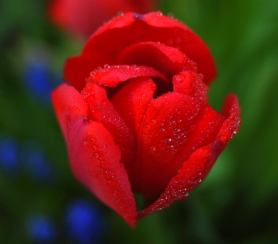 Nasse Tulpe