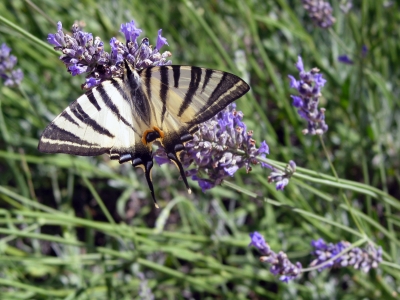 Schmetterling 3