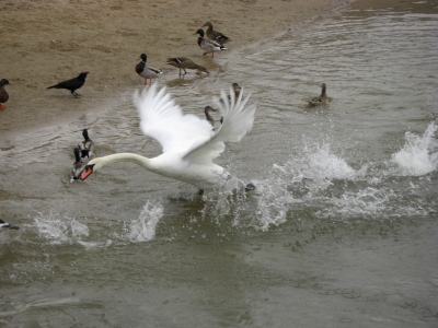 Vogelparadies....Main / 4