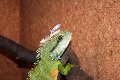 Wasseragame mit Kopfschmuck