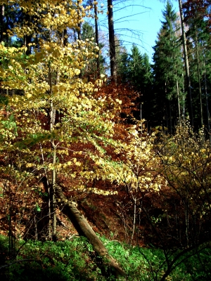 Herbstwald im Erzgebirge