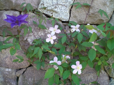 Blumen vor Steinwand