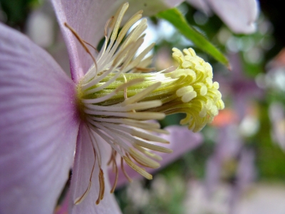 Schönwalder Clematis