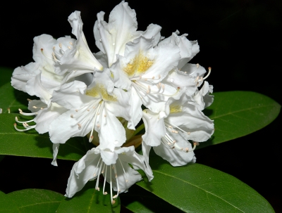 Rhododendron