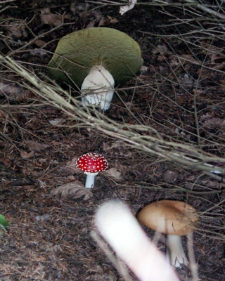 Fliegenpilz im Wald