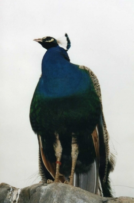 ´Pfau