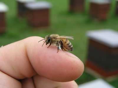 Honig-Biene auf Finger