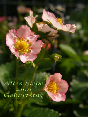 alles liebe