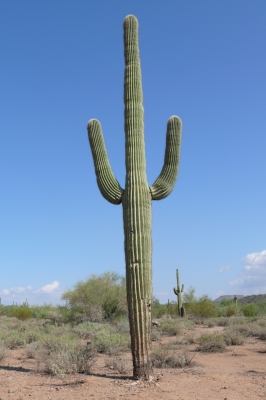 Kaktus in Arizona