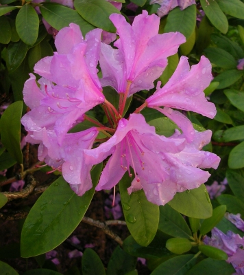 Rhododendron