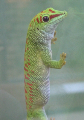 Gecko an Scheibe