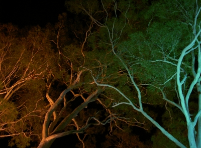 Bäume bei Nacht
