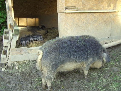 Wollschweinfamilie
